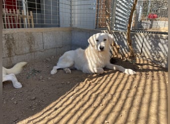 BONNY - der wahrscheinlich liebste Hund der Welt