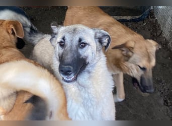 ELODY - unser aktives Träumchen