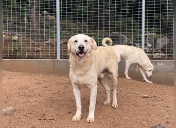 PINKO - mit den liebsten Augen der Welt