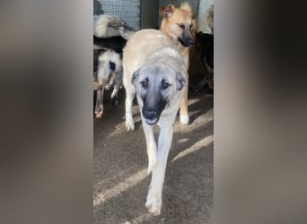 ELODY - unser aktives Träumchen