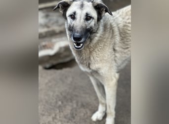 ELODY - unser aktives Träumchen