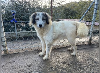 BOVALE - nett, verträglich & verspielt