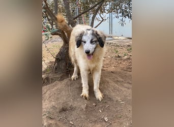 BOVALE - nett, verträglich & verspielt