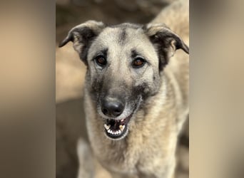 ELODY - unser aktives Träumchen