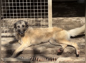 ELODY - unser aktives Träumchen