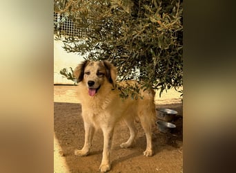 BOVALE - nett, verträglich & verspielt