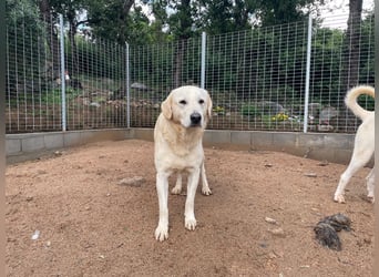 PINKO - mit den liebsten Augen der Welt