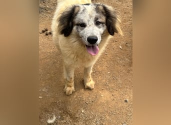 BOVALE - nett, verträglich & verspielt