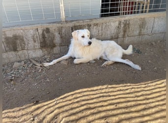 BONNY - der wahrscheinlich liebste Hund der Welt