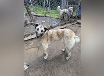 ELODY - unser aktives Träumchen