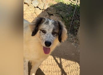 BOVALE - nett, verträglich & verspielt