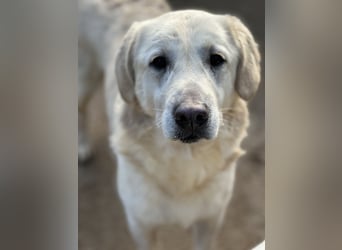 PINKO - mit den liebsten Augen der Welt