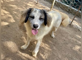 BOVALE - nett, verträglich & verspielt