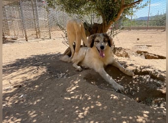 BOVALE - nett, verträglich & verspielt