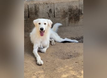 BONNY - der wahrscheinlich liebste Hund der Welt