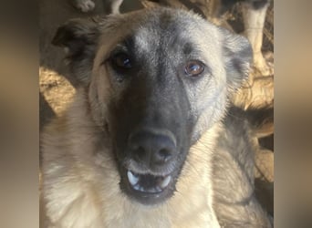 ELODY - unser aktives Träumchen