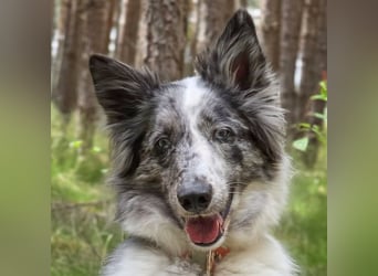 Malin - sensibler Hund sucht verständnisvolle Menschen - Tierhilfe Franken e.V.