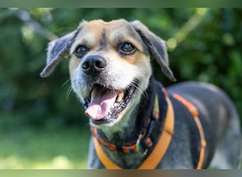 Servus Max - ein Herzenshund sucht sein Glück - Tierhilfe Franken e.V.