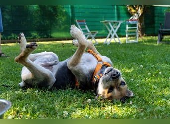 Servus Max - ein Herzenshund sucht sein Glück - Tierhilfe Franken e.V.