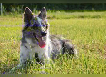 Malin - sportlich-aktiver Frauenversteher - Tierhilfe Franken e.V.