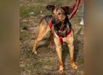 Aris - lebenslustiger verspielter Junghund - Tierhilfe Franken e.V.