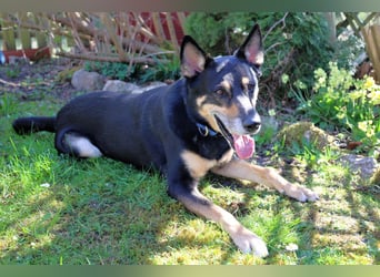 Skylo - hat ein Herz aus Gold - Tierhilfe Franken e.V.