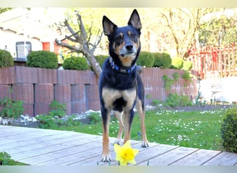 Skylo - hat ein Herz aus Gold - Tierhilfe Franken e.V.
