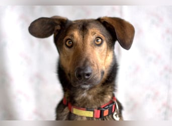 Aris - lebenslustiger verspielter Junghund - Tierhilfe Franken e.V.