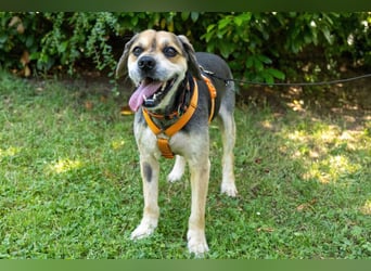 Servus Max - ein Herzenshund sucht sein Glück - Tierhilfe Franken e.V.