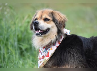 Servus Max - ein Herzenshund sucht sein Glück - Tierhilfe Franken e.V.