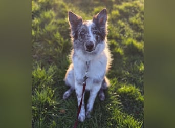 Malin - sensibler Hund sucht verständnisvolle Menschen - Tierhilfe Franken e.V.