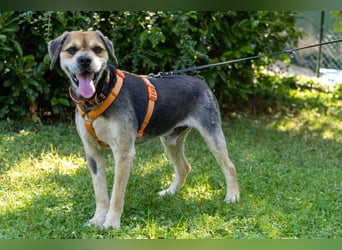 Servus Max - ein Herzenshund sucht sein Glück - Tierhilfe Franken e.V.