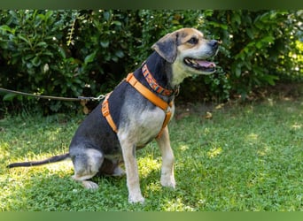 Servus Max - ein Herzenshund sucht sein Glück - Tierhilfe Franken e.V.
