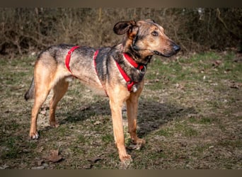 Aris - lebenslustiger verspielter Junghund - Tierhilfe Franken e.V.