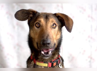 Aris - lebenslustiger verspielter Junghund - Tierhilfe Franken e.V.