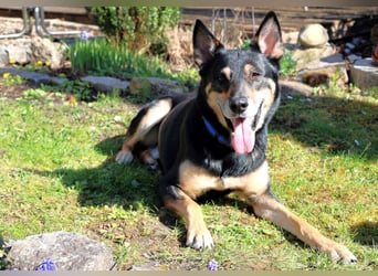 Skylo - hat ein Herz aus Gold - Tierhilfe Franken e.V.