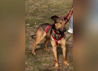 Aris - lebenslustiger verspielter Junghund - Tierhilfe Franken e.V.