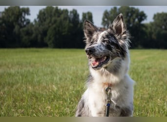 Malin - sportlich-aktiver Frauenversteher - Tierhilfe Franken e.V.