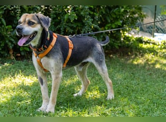 Servus Max - ein Herzenshund sucht sein Glück - Tierhilfe Franken e.V.