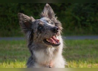 Malin - sportlich-aktiver Frauenversteher - Tierhilfe Franken e.V.