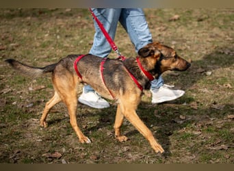 Aris - lebenslustiger verspielter Junghund - Tierhilfe Franken e.V.
