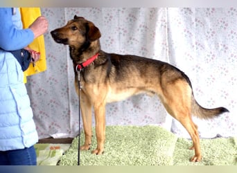 Aris - lebenslustiger verspielter Junghund - Tierhilfe Franken e.V.