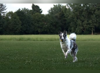 Malin - sportlich-aktiver Frauenversteher - Tierhilfe Franken e.V.