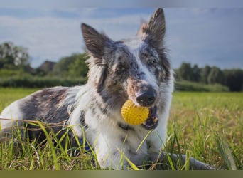 Malin - sportlich-aktiver Frauenversteher - Tierhilfe Franken e.V.