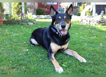 Skylo - hat ein Herz aus Gold - Tierhilfe Franken e.V.