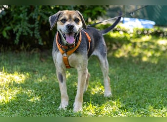 Servus Max - ein Herzenshund sucht sein Glück - Tierhilfe Franken e.V.