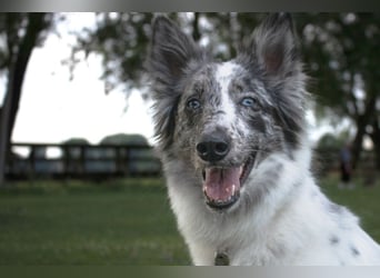 Malin - sensibler Hund sucht verständnisvolle Menschen - Tierhilfe Franken e.V.