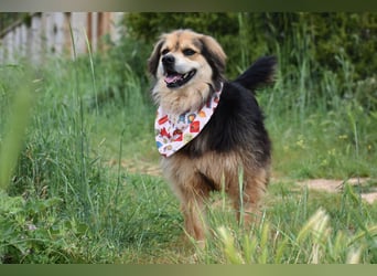 Servus Max - ein Herzenshund sucht sein Glück - Tierhilfe Franken e.V.