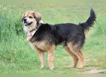 Servus Max - ein Herzenshund sucht sein Glück - Tierhilfe Franken e.V.