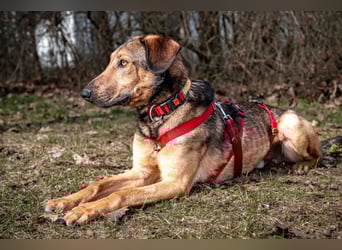 Aris - lebenslustiger verspielter Junghund - Tierhilfe Franken e.V.
